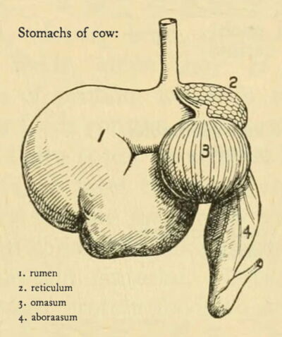 cow stomachs