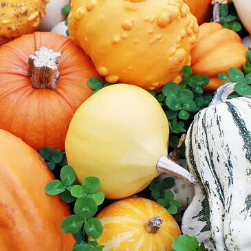 pumpkins