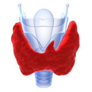 thyroid