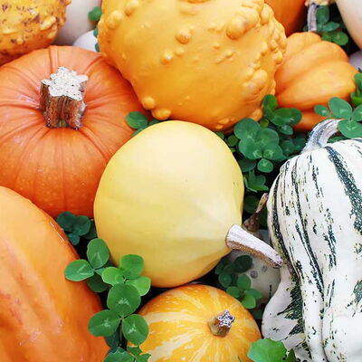 pumpkins