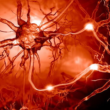 DHA conducts electricity in the brain
