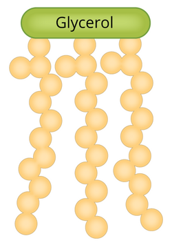 triglyceride molecule