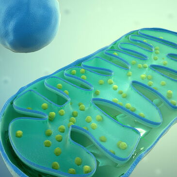 mitochondria and cancer