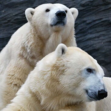 bipolar-bears