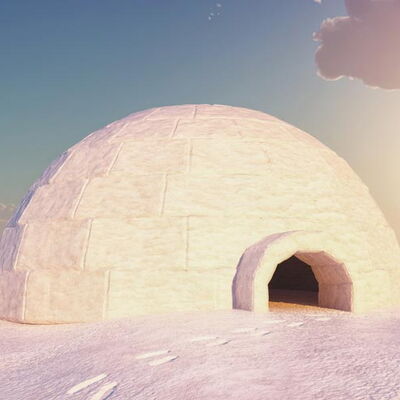 igloo for all-meat diet