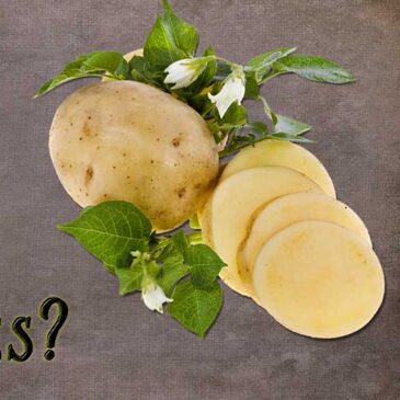 How deadly are nightshades including potatoes